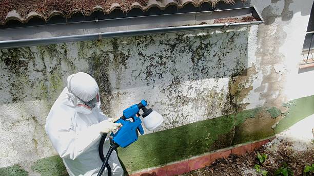 Trusted Mold Remediation service in Lititz, PA - Cheap Mold Removal